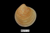 藏品(環文蛤(赤嘴仔))的圖片